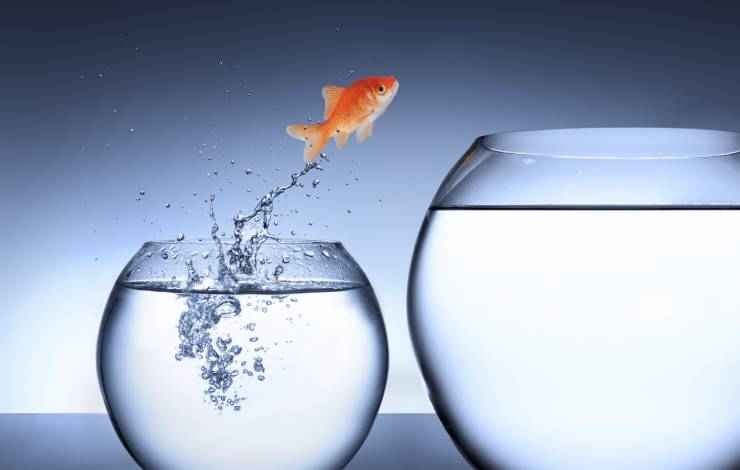 one goldfish jumping out of a small bowl into a larger bowl