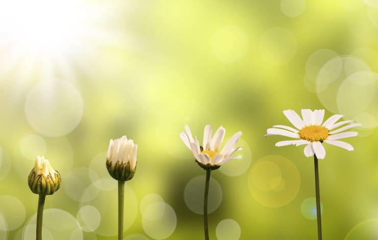daisies growing