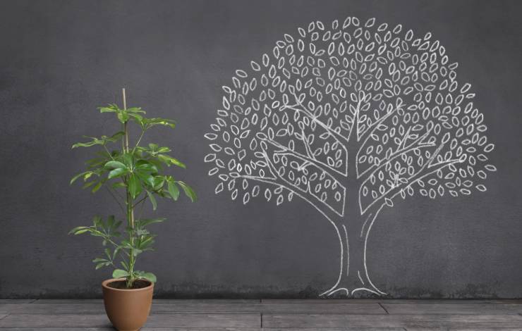 evolution of a tree