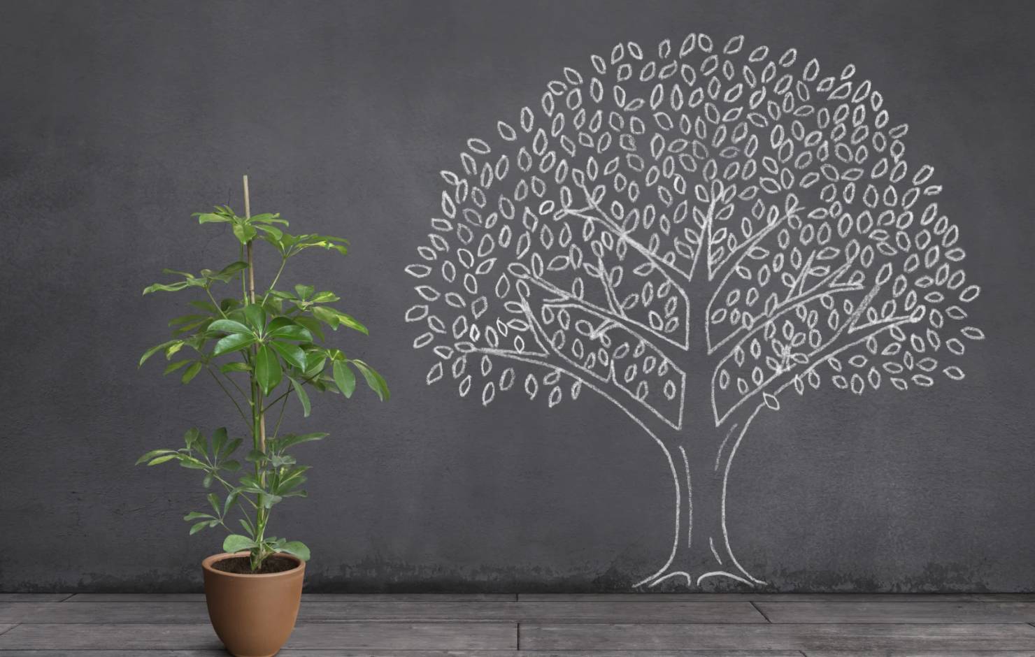 evolution of a tree