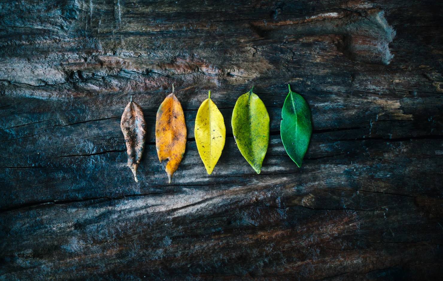 Leaves of many colors on a table