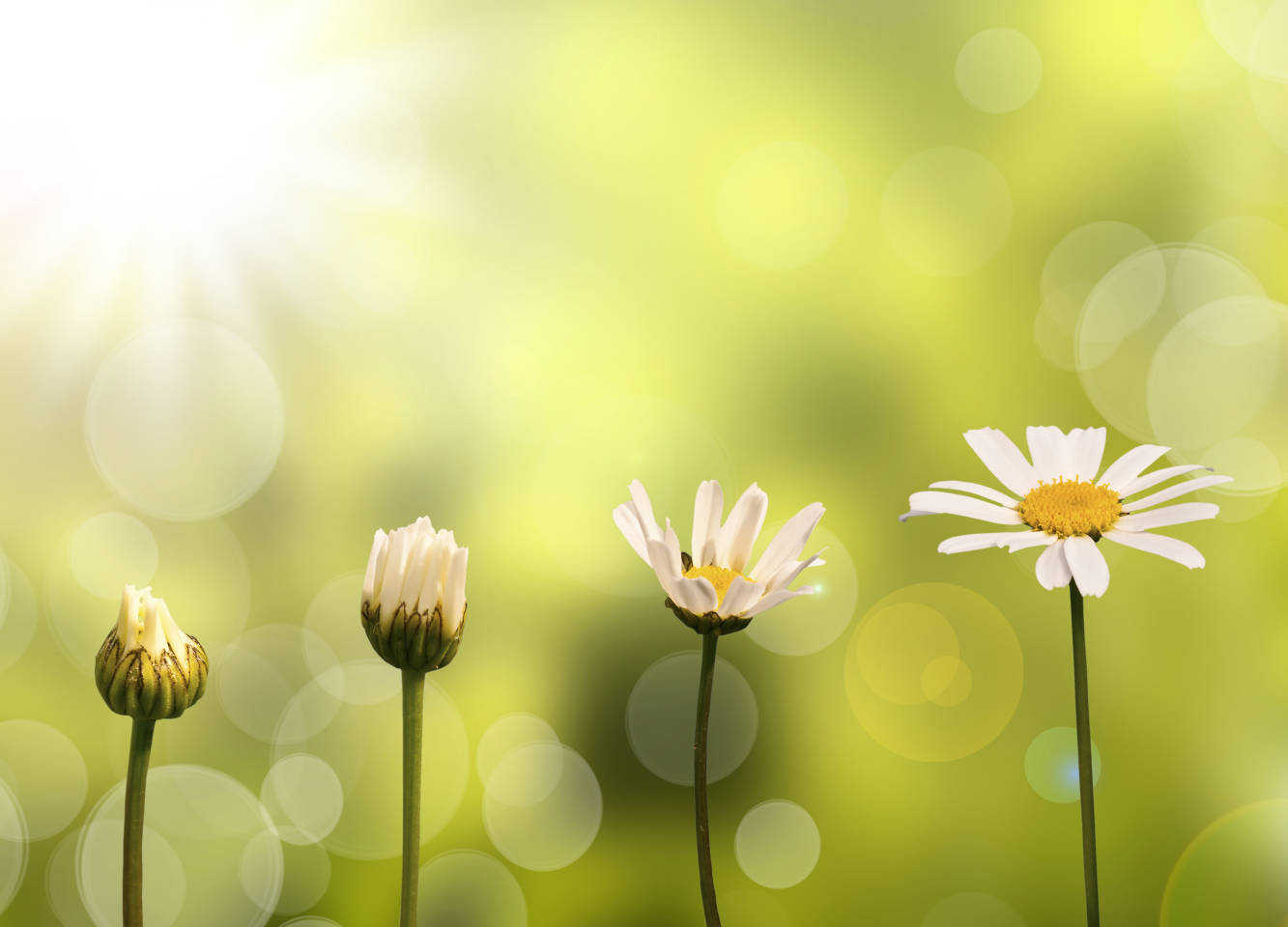 daisies growing