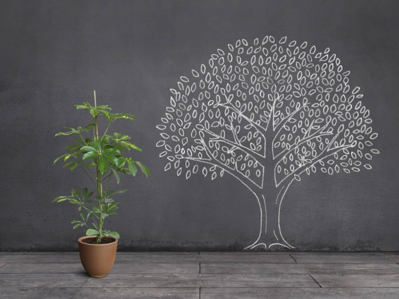 evolution of a tree