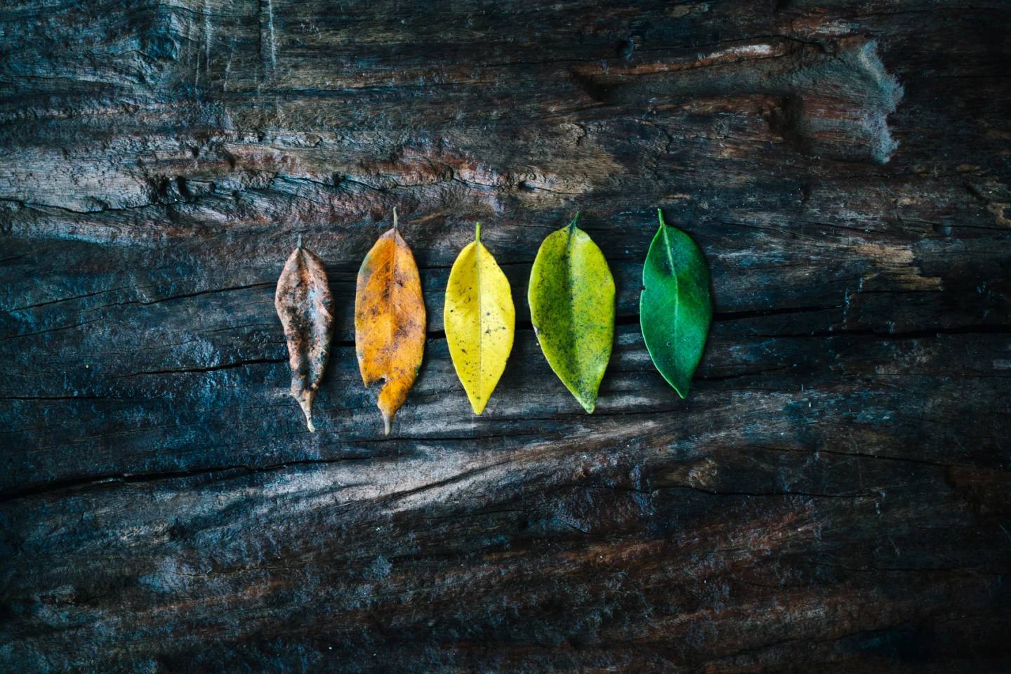 Leaves of many colors on a table